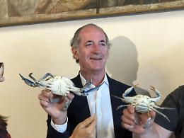 Granchio Blu, da inizio anno in Veneto raccolte 326 tonnellate. Zaia: "Spacca tutto e fa disastri" I VIDEO