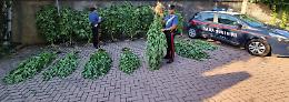 Saonara, coltiva piante di marijuana in giardino. Arrestato
