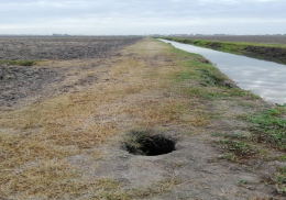Lotta alle nutrie: al via la distribuzione di 50 gabbie trappola dal Consorzio di Bonifica Adige Po