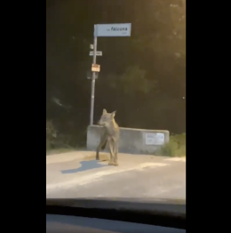 Lupo avvistato in provincia di Verona