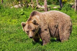 Avvistato un orso con un cucciolo in provincia di Verona