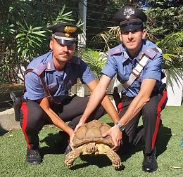 Caorle, trova in giardino una tartaruga di 70 centimetri