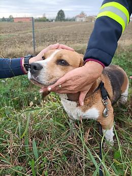 Beagle vaga smarrito sulla tangenziale di Mestre, salvato dalla polizia stradale