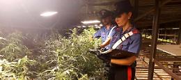 Scoperta coltivazione di marijuana a Mozzecane, due arresti