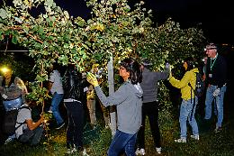 Nella vigna di Sarah la vendemmia è notturna, per esaltare il Prosecco e il turismo
