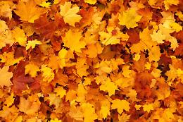 Bussolengo d’autunno: a novembre quattro manifestazioni per celebrare la stagione autunnale