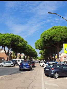 Abbattimento dei pini marittimi lungo Corso Garibaldi ad Adria: si accende il dibattito