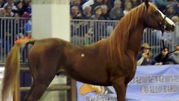 Fieracavalli a Verona: il piano di viabilità e parcheggi