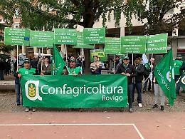 In Polesine frutta in via di estinzione: -50% di superficie arborea in soli 10 anni