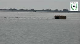 Bracconaggio sul Delta, Zanoni (PD): "Nonostante le promesse della Giunta Zaia su maggior controlli, continuano i reati"