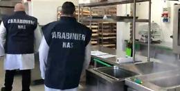 Padova, blitz dei Nas: individuate blatte nel laboratorio della pasticceria