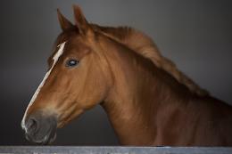 Inaugurazione Fieracavalli 2023 a Veronafiere: Zaia, "Spettacolo unico al mondo per un settore da 3 miliardi e l'1,7 miliardi di spesa annuale dei praticanti"