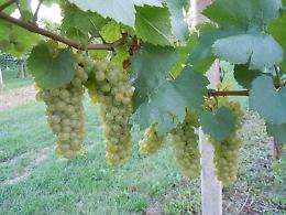 Vendemmia 2023, Cia Venezia: "Condizionata dai cambiamenti climatici"