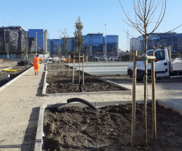 Padova, Piazza Savelli. Piantati i primi alberi per progetto di riqualificazione