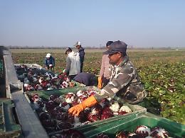 Lavoratori stagionali stranieri, Coldiretti: "1200 richieste in agricoltura"