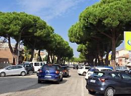 Adria, Italia Nostra: “Taglio di 62 pini? Prima servirebbe un Piano del verde che ora manca”