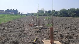 Jesolo, investimento green: sarà realizzato un bosco urbano