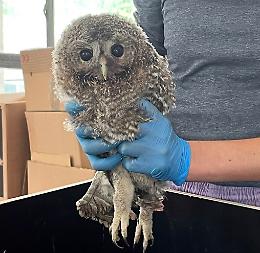 Oltre 2mila animali selvatici soccorsi dal Centro della Provincia di Treviso nel 2023