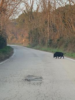 Rosolina Mare: trovato il maialino nero da compagnia che si era perso per le strade