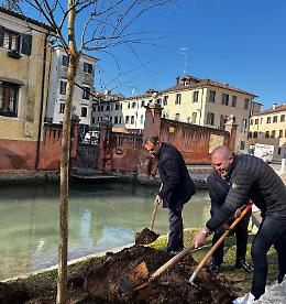 Un nuovo salice torna a ornare la riva dei Buranelli a Treviso
