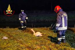 Rovigo, cigno reale in difficoltà recuperato dai vigili del fuoco