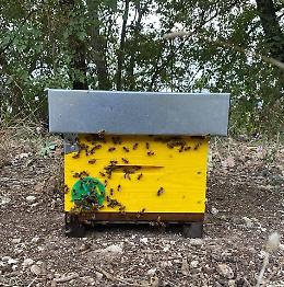Padova, nuovi progetti di apicoltura nelle aree verdi