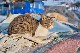 Colonie feline a Chioggia, Armelao: "Si trovi un equilibrio tra tutela ed esigenze della città"