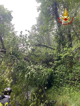 Paura sulla Regionale 11: albero crolla sulle auto in corsa