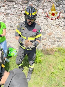 Sarcedo: riccio incagliato, salvato dai vigili del fuoco