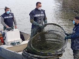 Bagnolo di Po, operazione anti bracconaggio ittico dei carabinieri