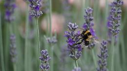 Giornata mondiale della biodiversità: domenica al Lazzaretto di Verona iniziative per rigenerare l'habitat
