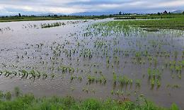 Si aggrava il bilancio dei danni all’agricoltura padovana