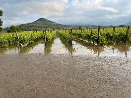Coldiretti Padova: danni da quantificare, disagi nelle aziende agricole