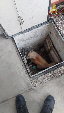 Cagnolina cieca caduta in una botola, salvata dai Vigili del fuoco