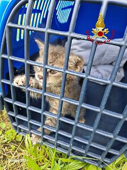 Gattino prigioniero in una tettoia, salvato dai vigili del fuoco
