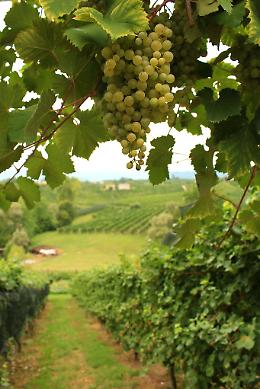 Vendemmia 2025, il Veneto si prepara: uve sane, ma le cantine sono già piene