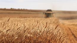 Tradizione e creatività in festa a Istrana: torna il Mercatino della 48ª Festa dell’Agricoltura