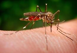 West Nile: l'importanza della donazione di sangue durante l'estate