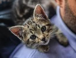 Treviso, la crudeltà verso gli animali: la gattina Livia e altri episodi allarmanti