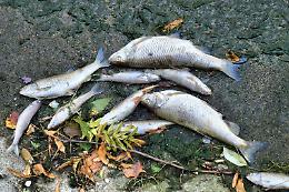 Grave crisi per la pesca a Venezia e Chioggia: i pescatori chiedono sostegno dopo il disastro ambientale