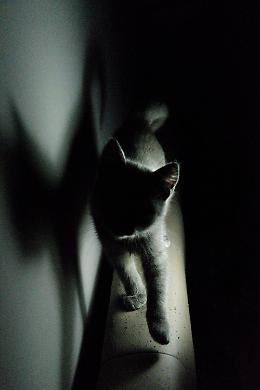 Bullone conficcato nell'occhio di un gattino a Villorba: taglia di 3mila euro sui responsabili