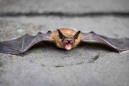 Padova, sedicenne morsa da pipistrello: la giovane cercava di salvarlo da un gatto