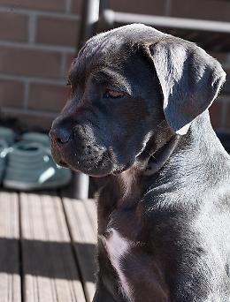 Jager: il cane eroe che ha ritrovato Giulia Cecchettin  viene premiato a Camogli