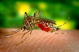  West Nile a Cavarzere: due casi confermati, scatta la disinfestazione d’urgenza
