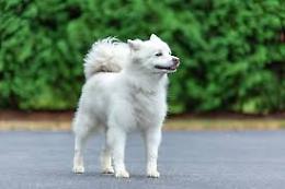 Fiesso Umbertiano sotto choc: il tragico avvelenamento del cane Spritz scuote la comunità