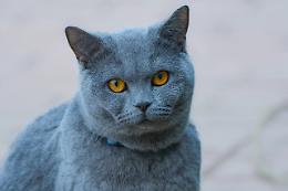 Trebaseleghe, gatto salvato dai pompieri: intrappolato nel motore di un'auto