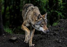 Lupi sempre più aggressivi nelle montagne vicentine: allevatori in allarme