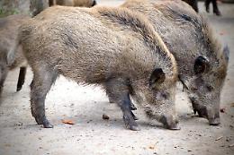 Emergenza cinghiali nel vicentino: mille volontari impegnati nella lotta contro una specie invasiva