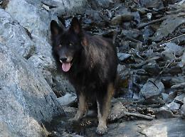 Due cani salvano un ragazzo dal Lago di Santa Croce