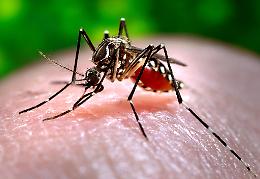 Primo caso di Dengue a Barbarano Vicentino: paziente isolato, scattano i controlli